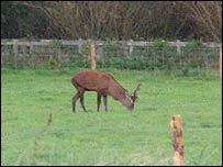 Red deer