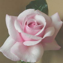 Rosa 'Chris Beardshaw'