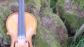 Violin on Stump...