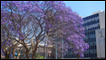 Jacaranda trees in Harare pic by flickr user Damien_Farrell