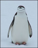Chinstrap penguin by Louise Baker