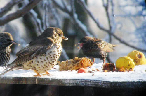 mistle thrush at bird table with starlings by Judith Rogers