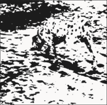 Richard Gregory's Dalmatian