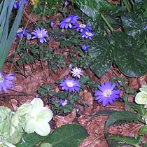 Anemone blanda 'Blue Shades'