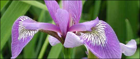 Blue Flag Iris