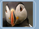 Puffin