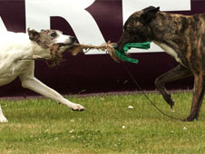 Lurchers at the Royal Highland Show