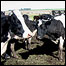 Vacas na Argentina