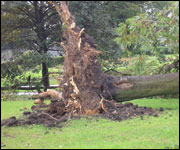 Mick and Joe's photo of East End Park