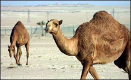 Camels