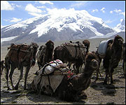 The team's transport