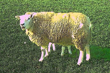 Funky Sheep...
