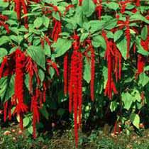 Amaranthus (Love lies bleeding)