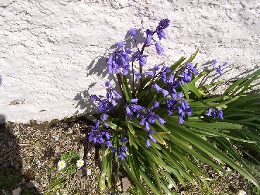 Bluebells in the sun