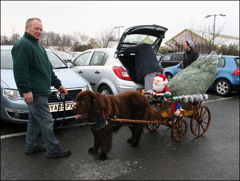 Newfoundlands at Millbrook Garden Centre