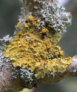 Lichen