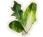 Salad Leaves (Mixed leaves)
