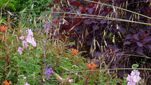 Tom's overgrown garden