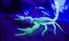 Desert scorpion in ultra violet light © Keith Brust