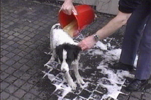 Domini gives Spot a bath