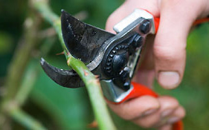 Pruning shears cutting thorn bushes Pruning shears cutting thorn bushes