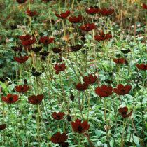 Chocolate cosmos