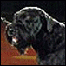 Cão vencedor