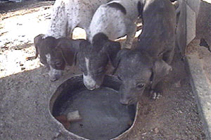 Mike feeds some strays