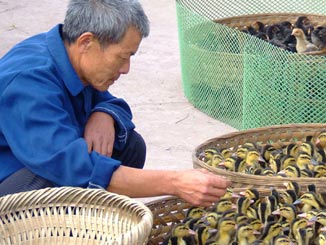 Chicks and ducklings at a market