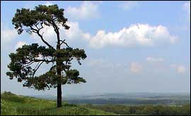 Martinsell Hill, Pewsey
