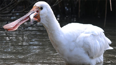 spoonbill_tony_llewellyn.jpg