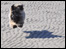 Dog at Ettrick Bay. Photo courtesy of Tom Dunlop