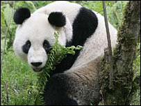 Xiang Xiang