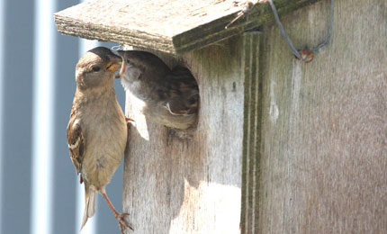 House sparrows at nest box.