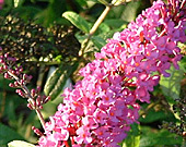 Buddleja