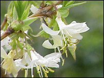 Lonicera fragrantissima (Shrubby Honeysuckle)