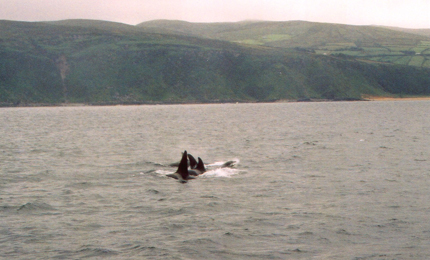 Orca action. These giants of the Atlantic are now a regular feature here, in this case, just 300 yards off the N Donegal Coast. Pic: Courtesy of Gillian in the Loughs Agency 