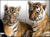 साइबेरियन बाघ