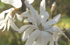 Magnolia