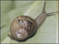 Snail