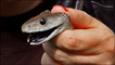 Black mamba snake, trapped by the 'white witch' snakecatcher