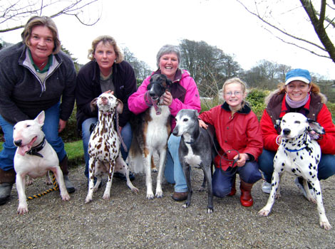 The dogs; Buddy, Pebbles, Maisie, Winnie and Lacey
