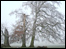 Wintry Wimpole Hall grounds, photo Neil Baker