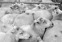 Defaid yn barod i'w gwerthu yn y mart