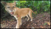 Puma ferido. Foto: Joe Riis / BBC Wildlife Magazine