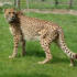 This cheetah is a big fan of the show