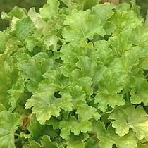 Heuchera 'Key Lime Pie'
