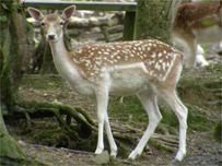 A deer from the centre