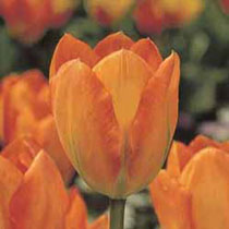 Tulip 'Orange Emperor'