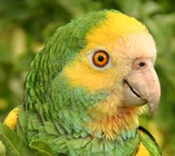 Image of a Yellow-Shouldered Amazon parrot
